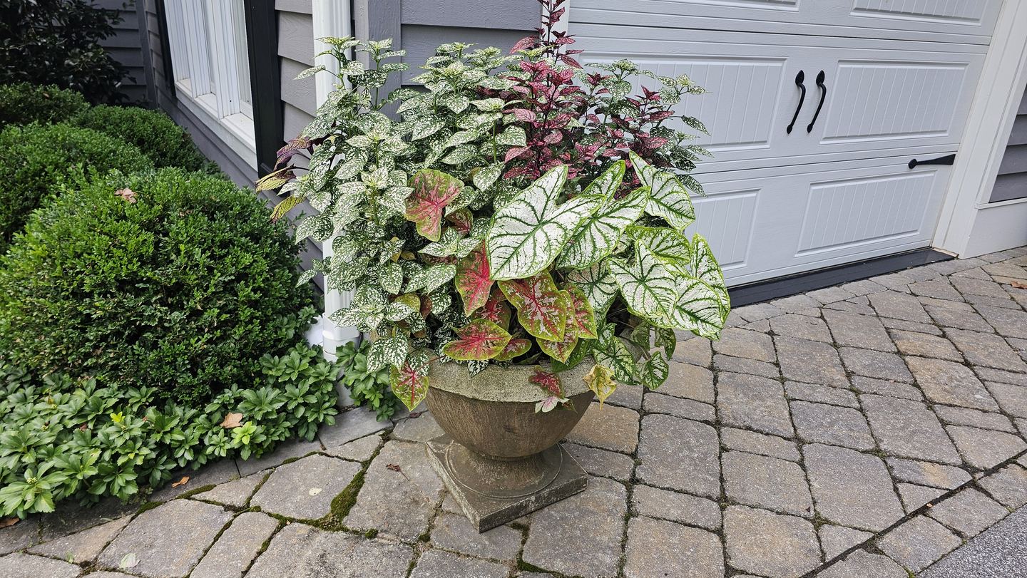 Summer flower containers and garden color maintained by The Garden Sage