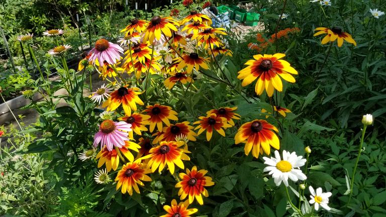 Black-eyed Susans, purple coneflowers, and white daisies in bloom