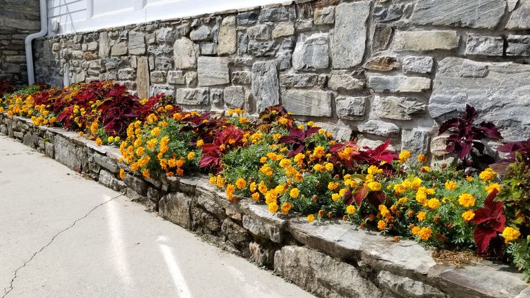 Raised stone bed of gold marigolds and burgundy coleus