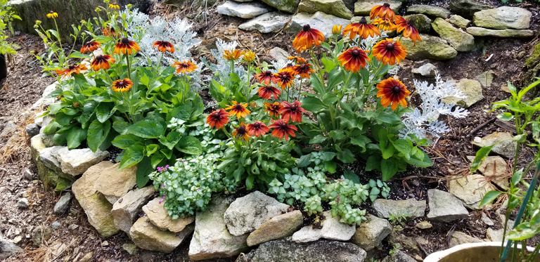 Stone-edged bed with Rudbeckia, Dusty Miller, and Lamium