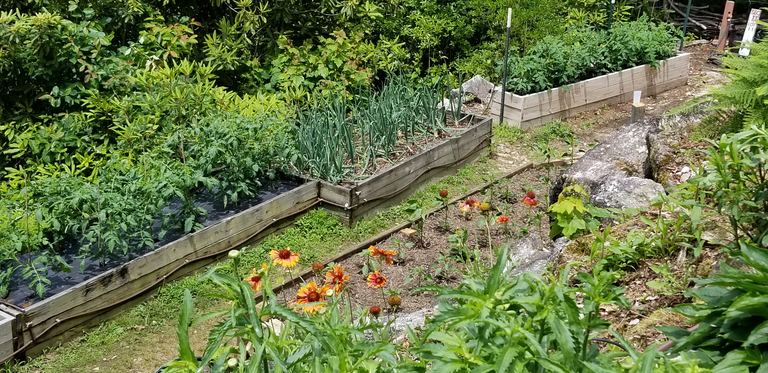 Raised vegetable garden with tomatoes, onions, peppers, and flowers