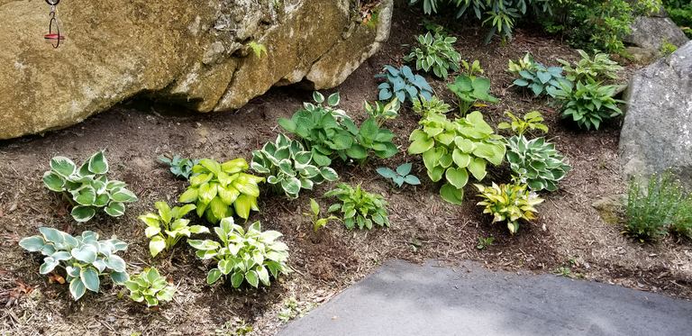 Shade garden of variegated hostas near a mossy boulder