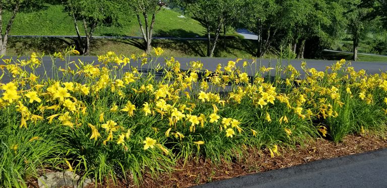 Mass planting of yellow daylilies along a roadside berm