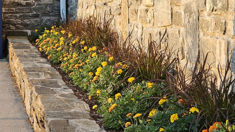 Linear bed of marigolds with purple fountain grass along a stone wall