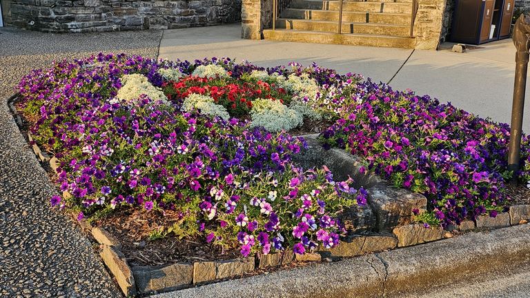 Multi-layered bed of petunias, alyssum, and geraniums