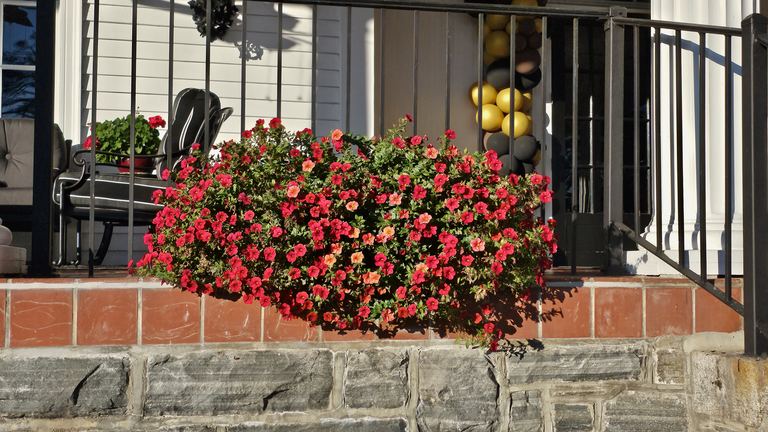 Railing planter filled with coral and red calibrachoa spilling over