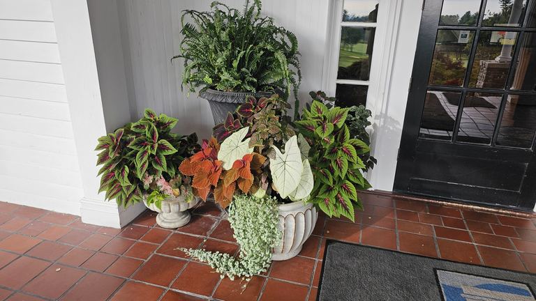 Three containers with fern, coleus, caladium, and creeping Jenny