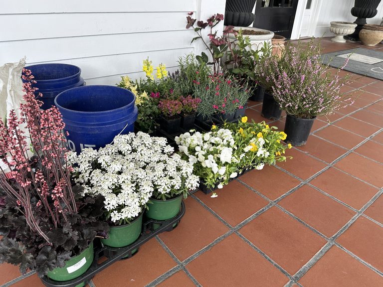 Spring annuals and perennials staged on a terracotta tile porch