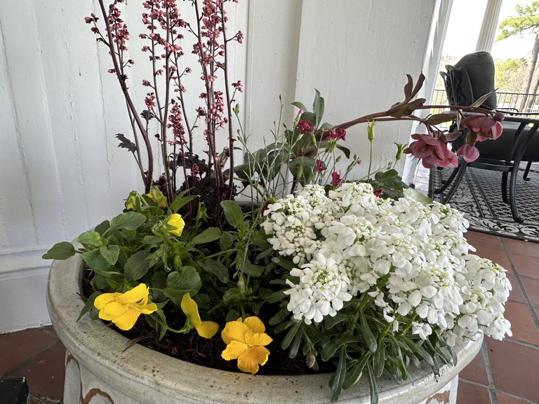 Stone urn planted with candytuft, violas, dark foliage, and pink heather