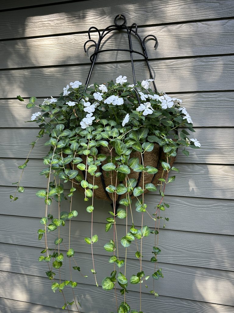 White flowering hanging basket with trailing variegated vines