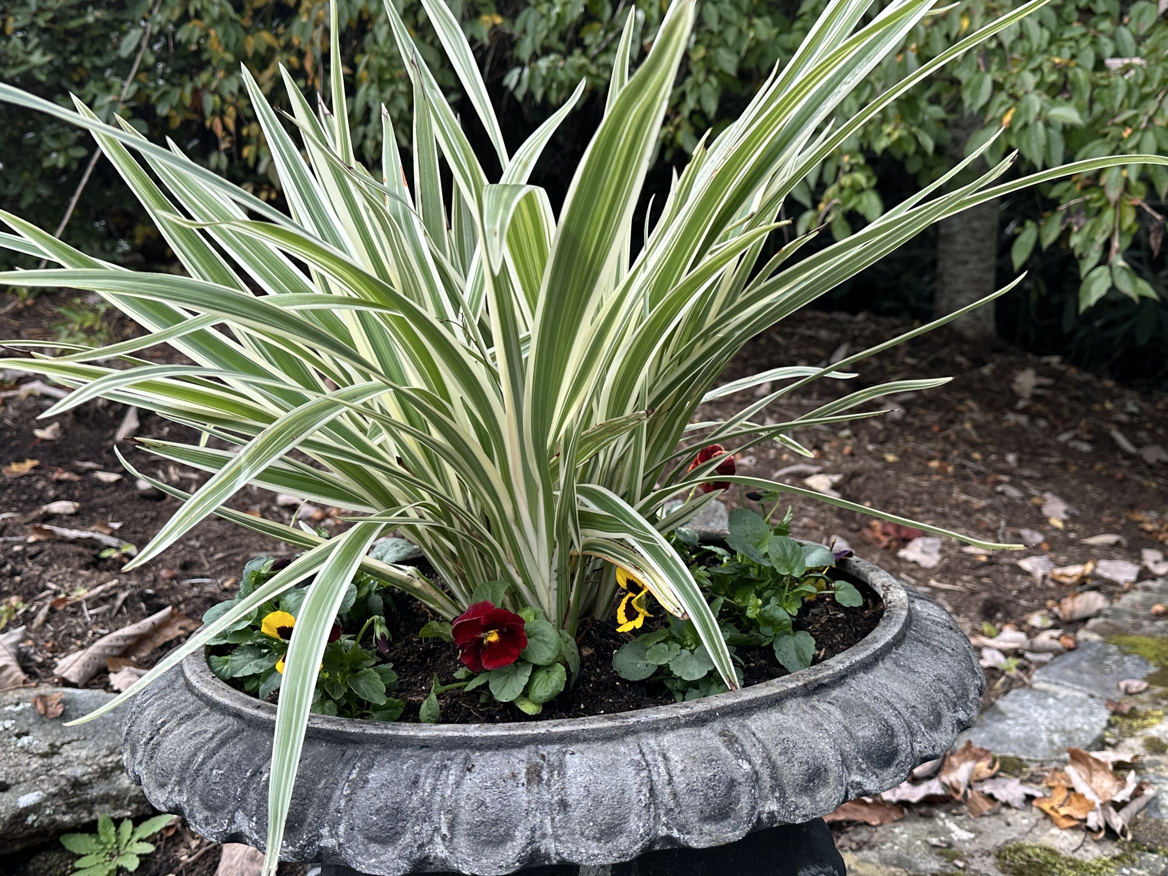 Stone urn with variegated grass and jewel-toned pansies