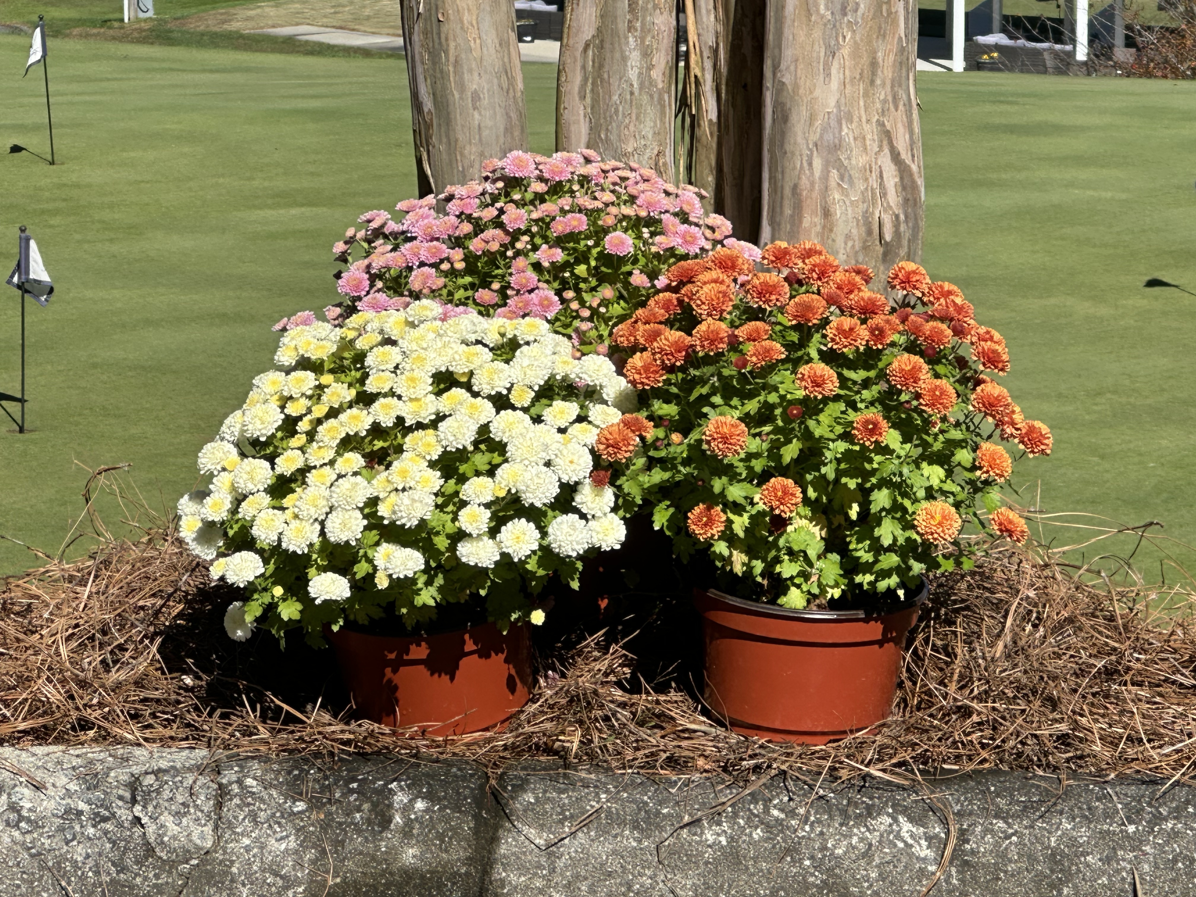 Trio of vibrant mums arranged along a golf green with rustic posts and pine straw