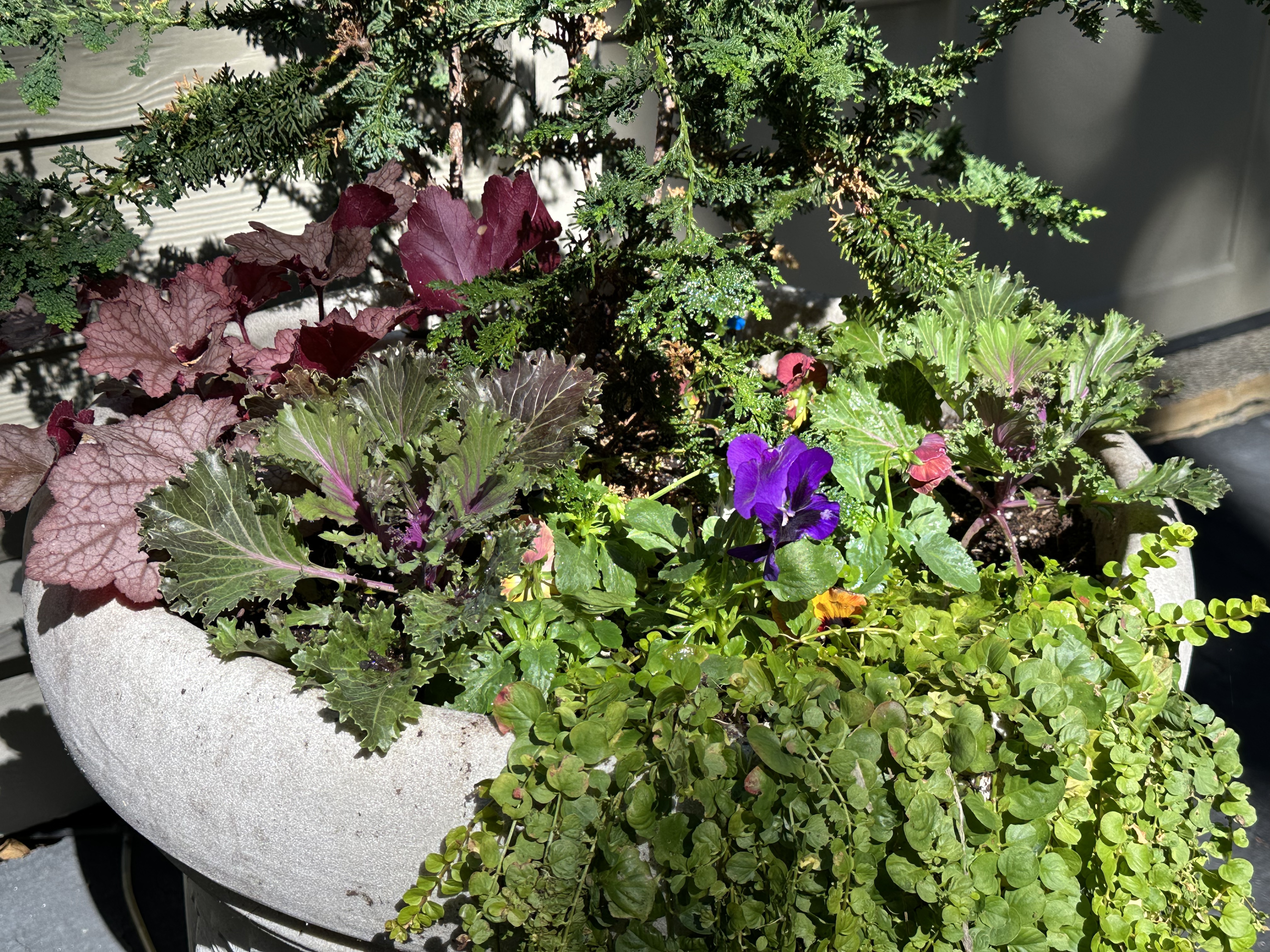 Compact planter with heuchera, kale, pansies, and creeping Jenny