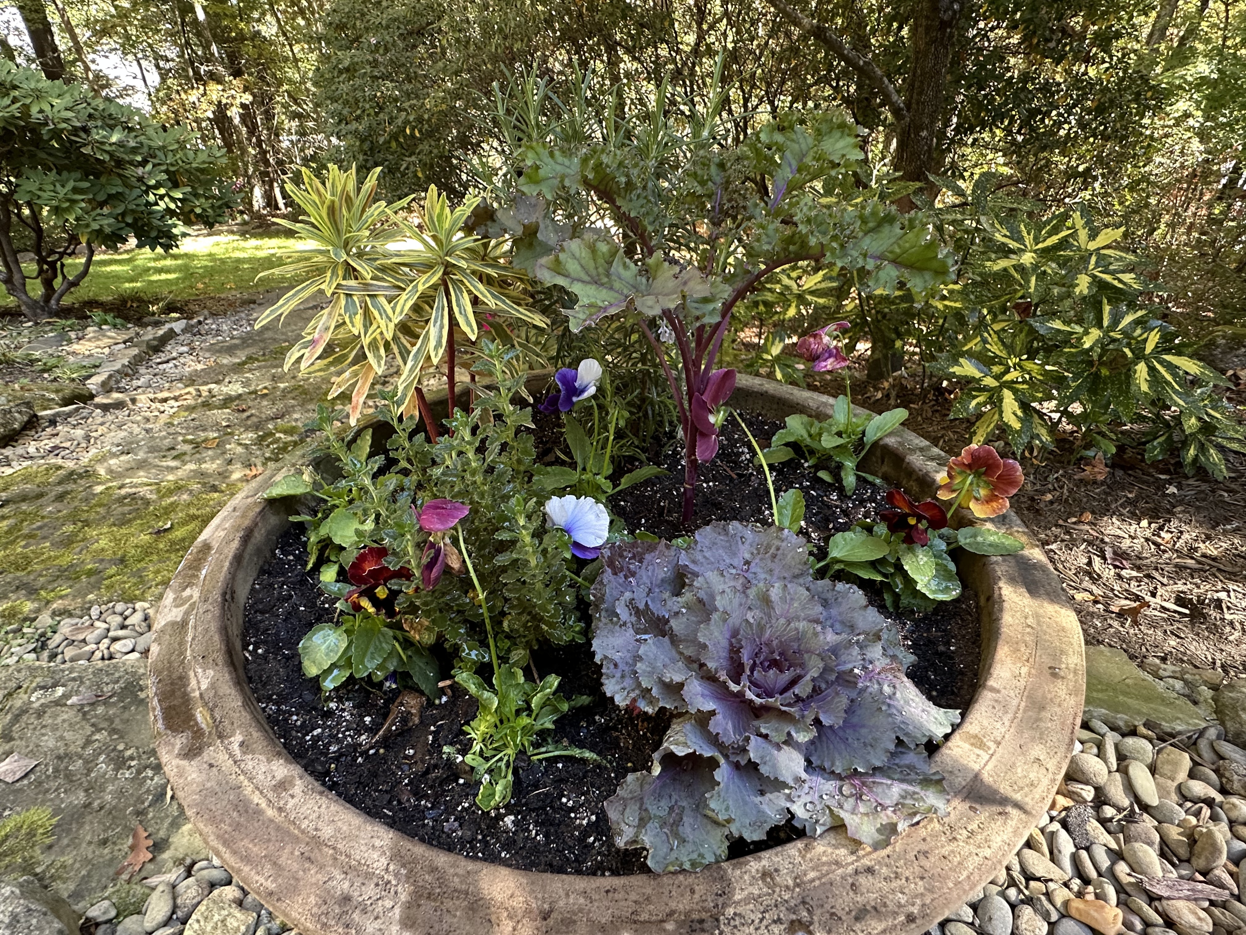 Terracotta planter with cabbage, pansies, and variegated foliage